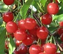 Cherries from Hartford Michigan